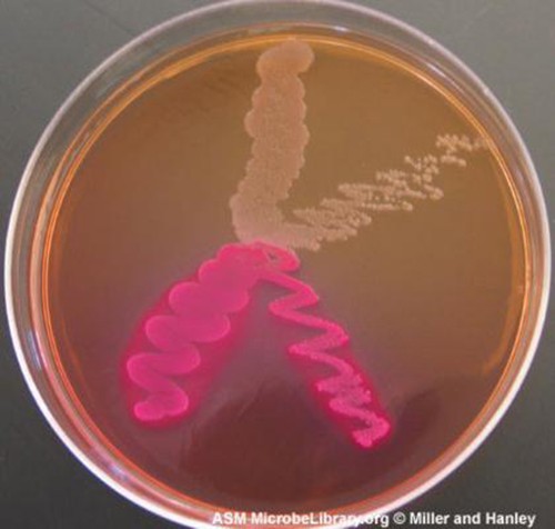 A light brown agar plate. Two streaks on the plate are bright pink and two streaks are beige.